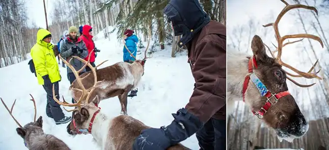 Охота за Северным сиянием в Фэрбенкс на Аляске