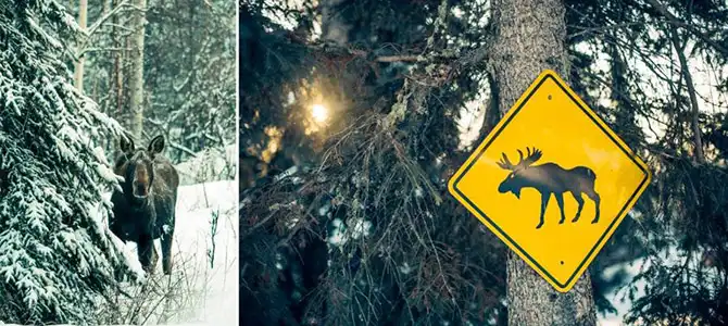 Охота за Северным сиянием в Фэрбенкс на Аляске