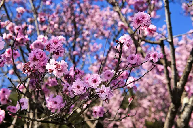 Как в Японии цветет сакура