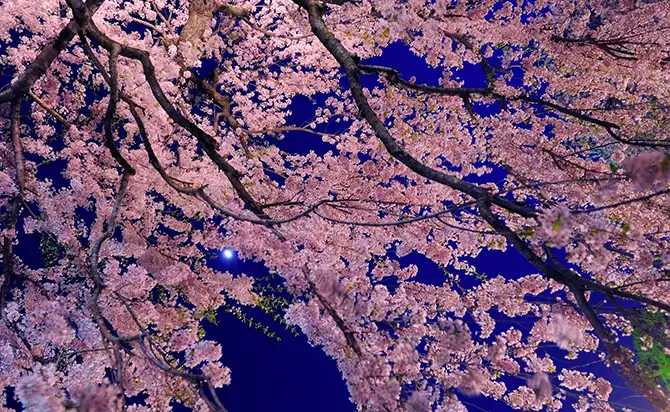 Как в Японии цветет сакура