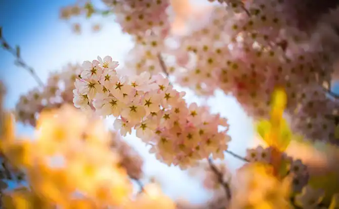 Как в Японии цветет сакура