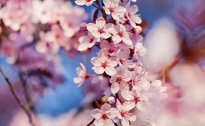 Как в Японии цветет сакура