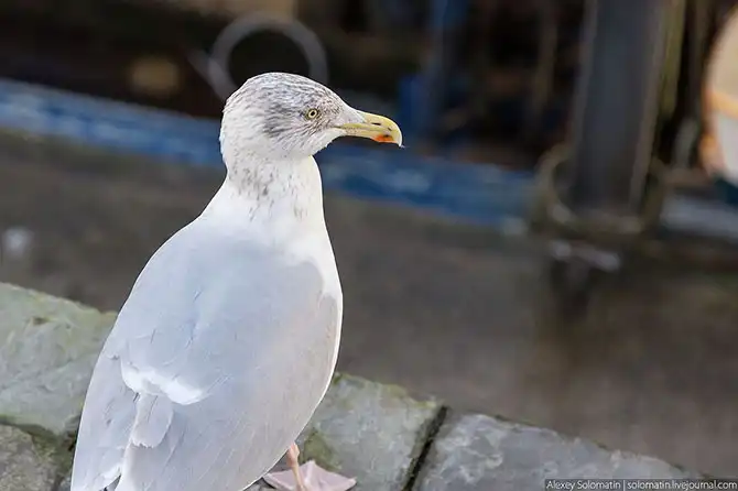 Прогулка по рыбацкой деревне Polperro на юге Великобритании