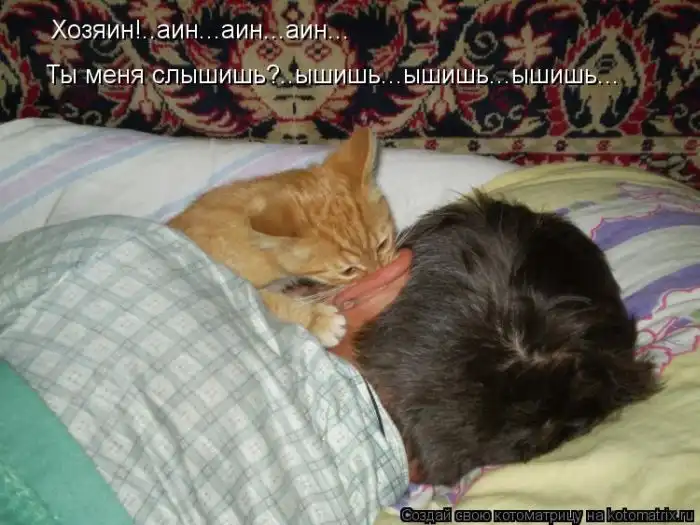 Лучшие котоматрицы недели