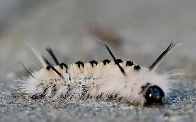 15 очаровательных гусениц, которых вам не захочется потрогать