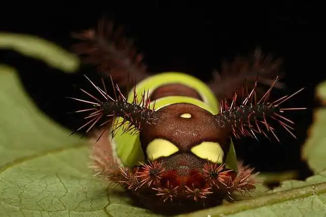 15 очаровательных гусениц, которых вам не захочется потрогать