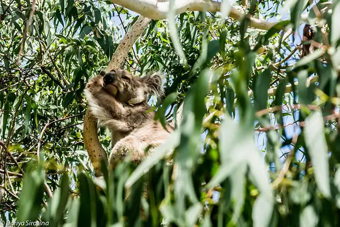 Путешествие по Великой Океанской дороге