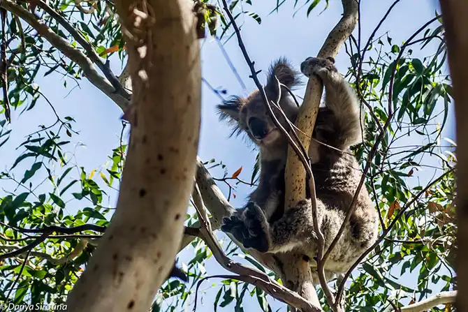 Путешествие по Великой Океанской дороге