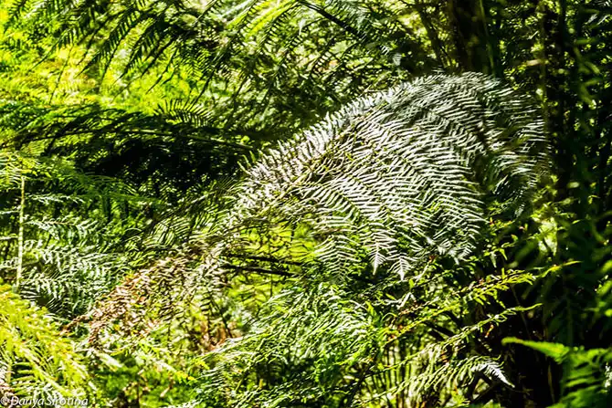 Путешествие по Великой Океанской дороге