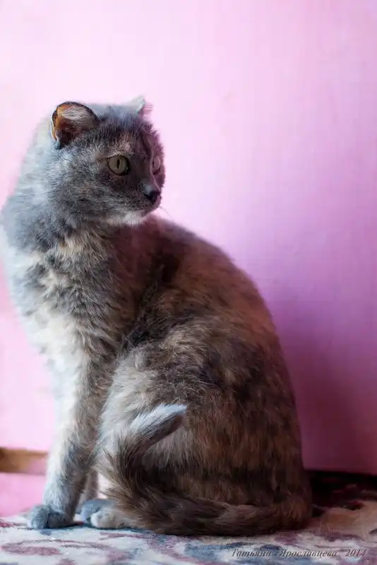 Отдам в хорошие руки кошку Фиесту