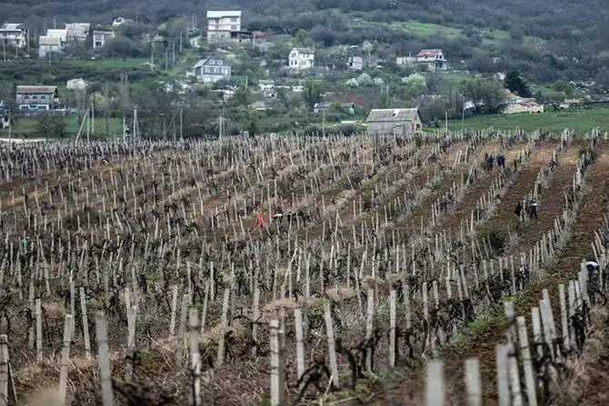 Как работает винодельческий завод «Массандра» в Крыму