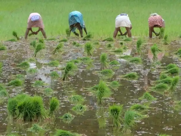 Повседневная жизнь сельских жителей в Индии