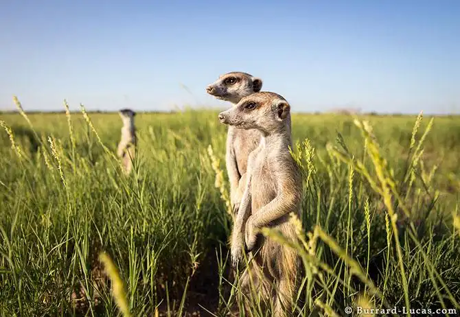 Сурикаты Ботсваны