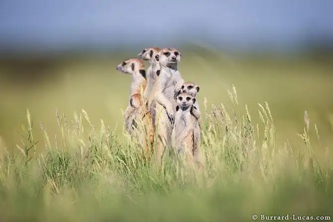 Сурикаты Ботсваны