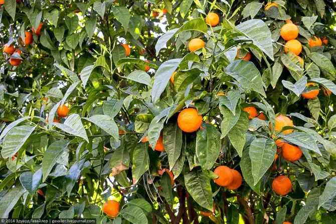 Прогулка по улицам Афин