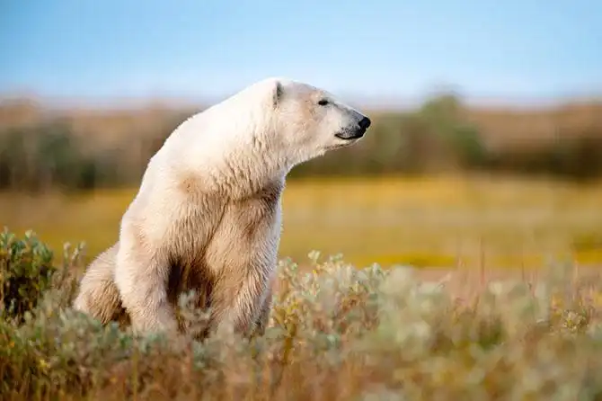 Где живут белые медведи