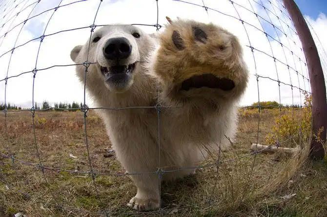 Где живут белые медведи