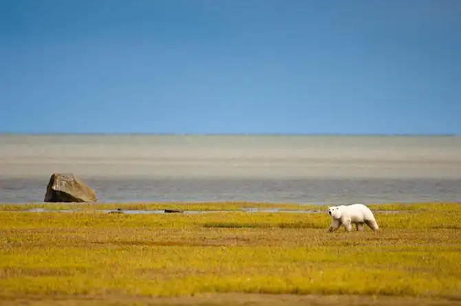Где живут белые медведи
