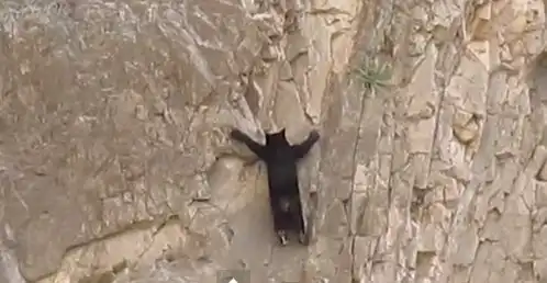 Медведи скалолазы