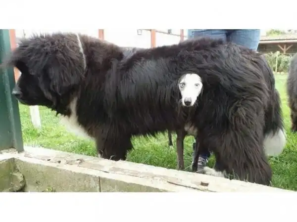 ПРИКОЛЬНОФОТОПОСТ