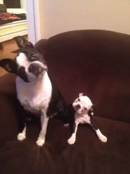 Яблоко от яблони