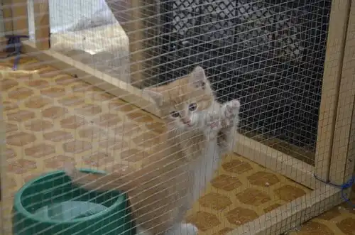 Отдам в хорошие руки котёнка