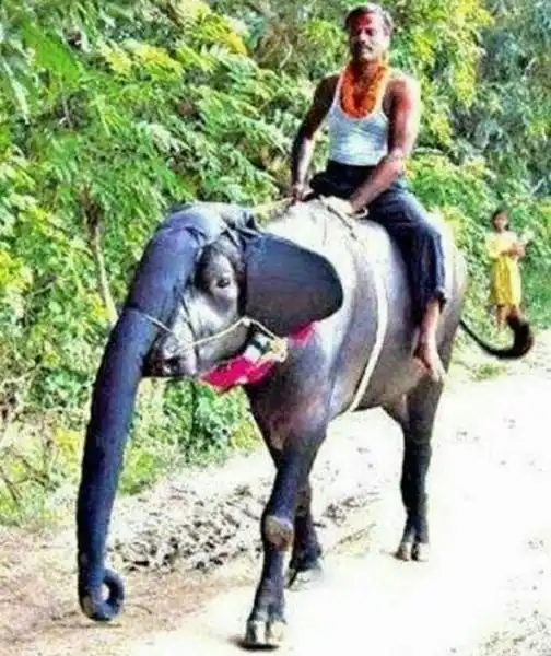 Горячий привет из Индии!