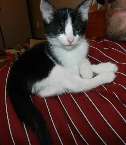 Отдам в хорошие руки котёнка