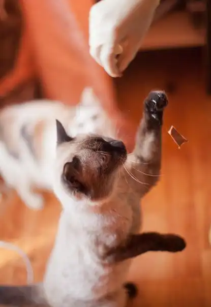 Красивый котик