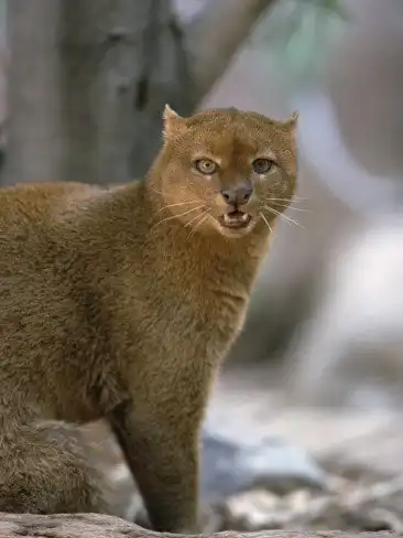 Ягуарунди (Felis yagouaroundi)