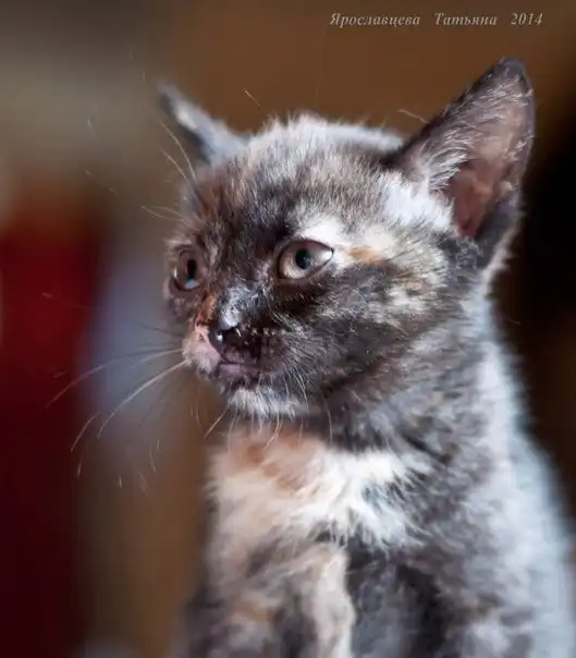 Отдам в хорошие руки котёнка Кесси