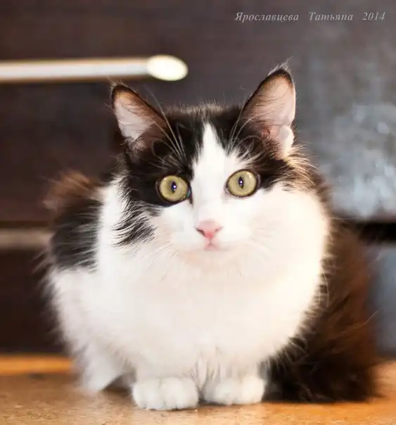 Отдам в хорошие руки кошечку Дусю