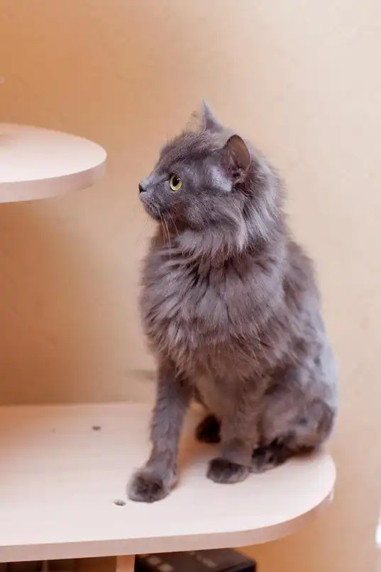 Красивая кошечка