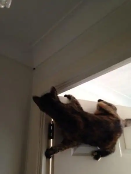 обнаружен новый вид