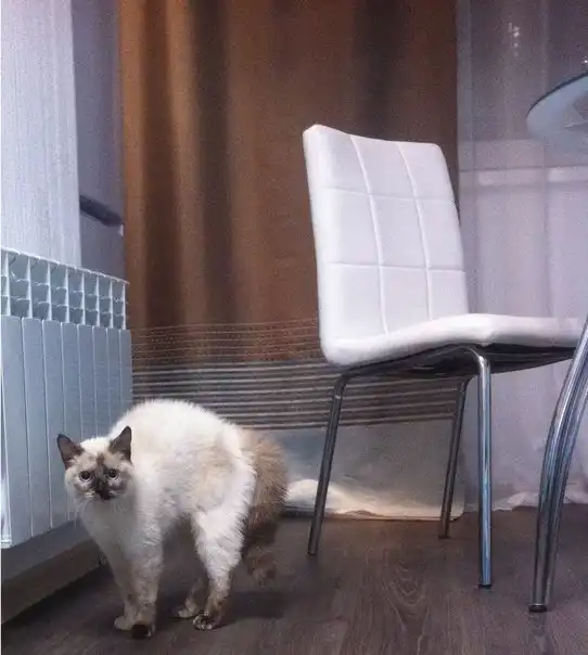 Отдам кошечку