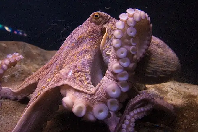 Рейтинг самых умных животных нашей планеты