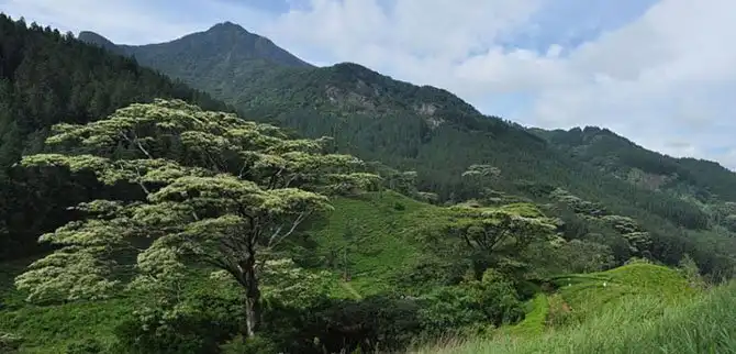 Пейзажи чайных плантаций