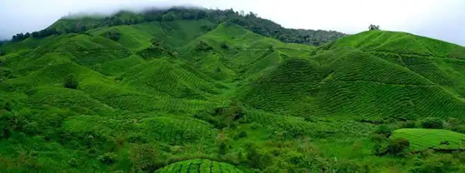 Пейзажи чайных плантаций