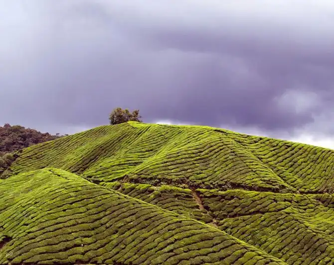 Пейзажи чайных плантаций