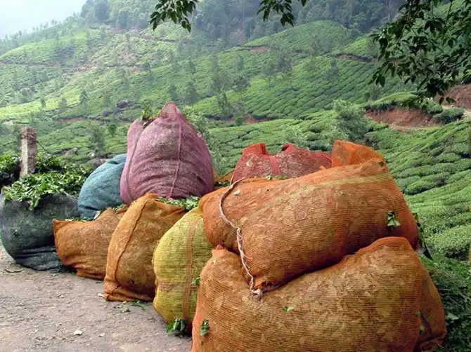 Пейзажи чайных плантаций