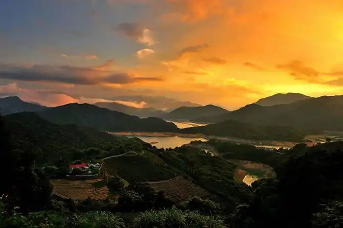 Пейзажи чайных плантаций