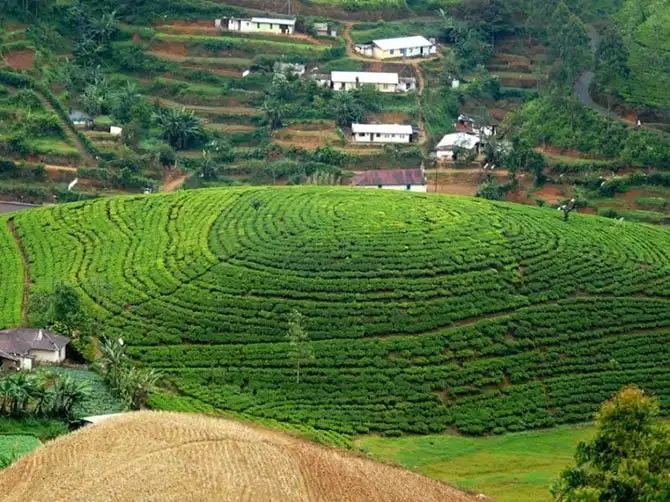 Пейзажи чайных плантаций