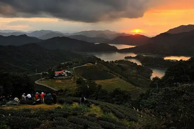 Пейзажи чайных плантаций