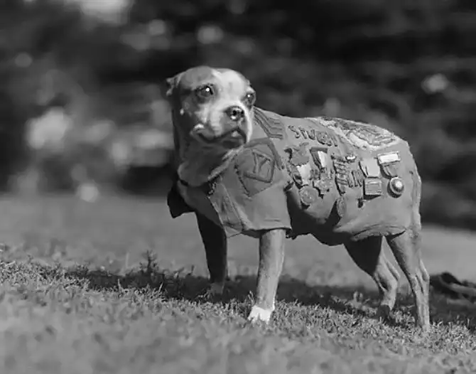 Животные Первой Мировой войны