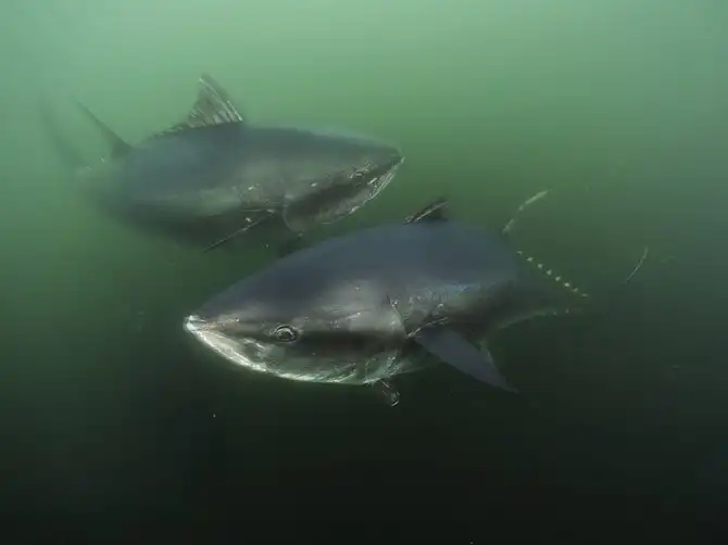 Лучшие фотографии National Geographic мая 2014