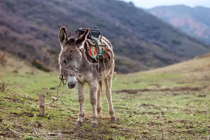 Путешествие по стране высоких гор