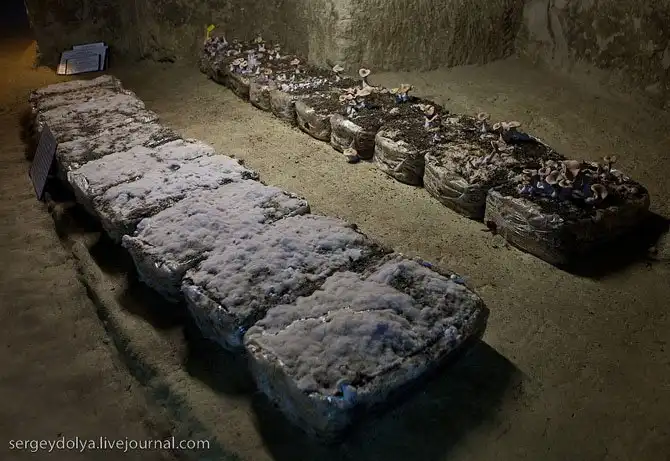 Как во Франции выращивают грибы