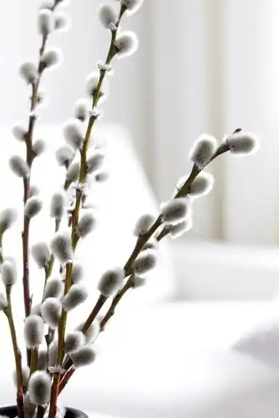 Соляночка =З