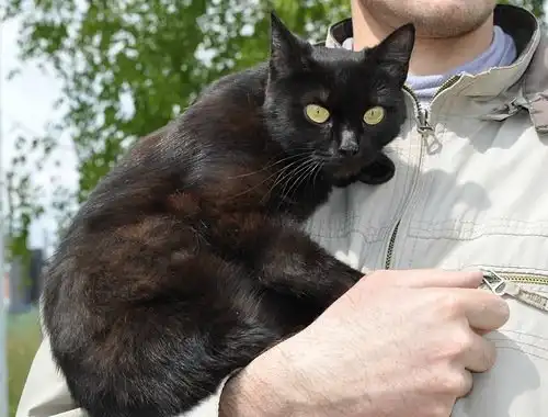 Отдам кошечку