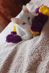 Отдам котёнка Бантика